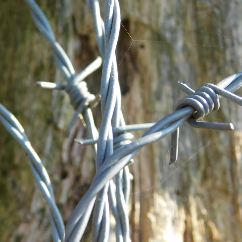 Barbed Wire
